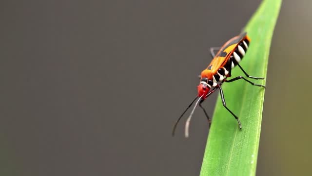 Parasitism with a species called Corizus hyoscyami perched on a yellow iris leaf blade, swaying in the wind