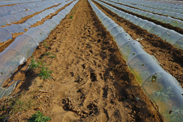 Watermelon planting plastic mulching