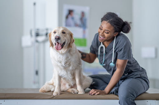 A mature lab sits on an exam table while on a visit to the Veterinarian.  His female Vet is wearing grey scrubs and leaning on closely to pet and reassure the dog.