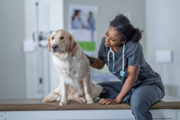 istock Dog at the Veterinarian 1357774521