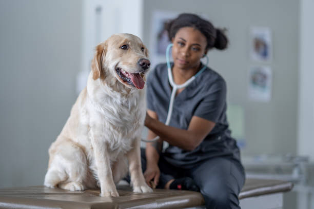 istock A Visit to the Vet 1357774522