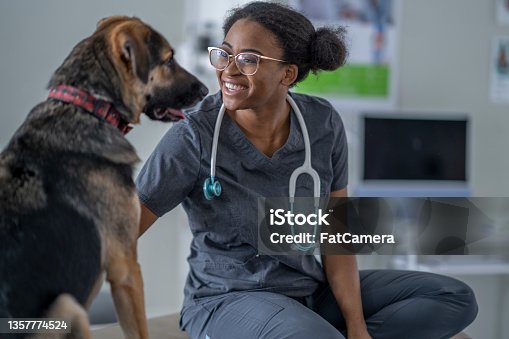 istock Dog at a Veterinarian Visit 1357774524