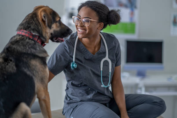 Dog at a Veterinarian Visit A large breed black and brown dog sits up tall on an exam table while on a visit to the Veterinarian.  He is facing the female Veterinarian of African decent as she pets him and attempts to make him feel comfortable before beginning the exam. pet equipment stock pictures, royalty-free photos & images