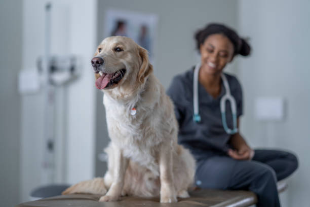 istock A Visit to the Vet 1357774526