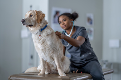 A female Veterinarian of African decent, sits beside a lab on the exam table as she leans in to listen to his heart with her stethoscope.  The dog is sitting still and looking to the left as he cooperates.