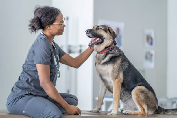 istock Dog at the Veterinarian 1357774528