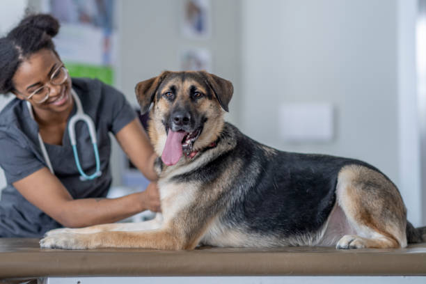 istock Dog at a Veterinarian Visit 1357774530