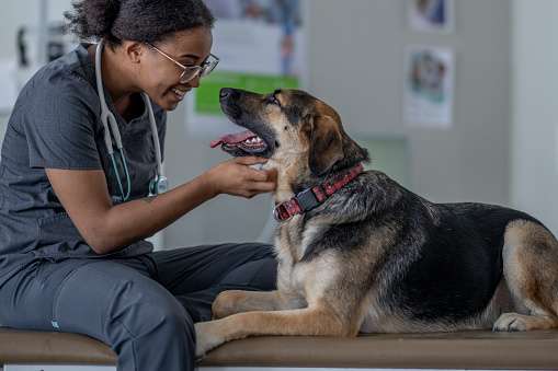 A large breed black and brown dog lays down on an exam table while on a visit to the Veterinarian.  He is facing the female Veterinarian of African decent as she pets him and attempts to make him feel comfortable before beginning the exam.