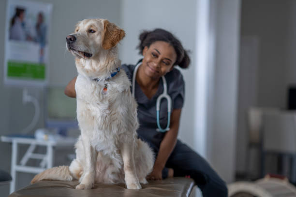 istock A Visit to the Vet 1357774533