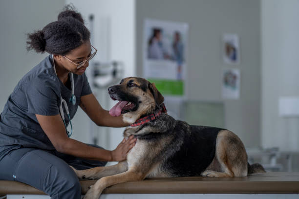 istock Dog at the Veterinarian 1357774534