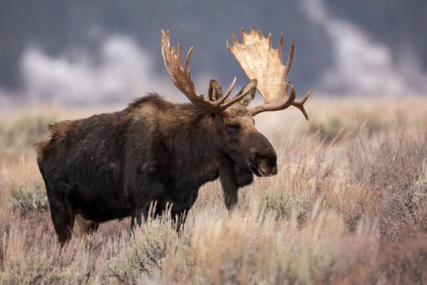 istock Moose in Grand Teton National Park 1357775673