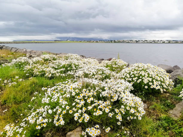 Panoramic perspective from Seltjarnarnes peninsula with white margaritas in the foreground
