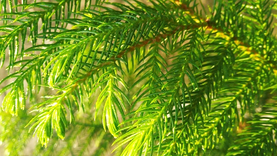 Close up of pine tree branch in the morning - Stock photo