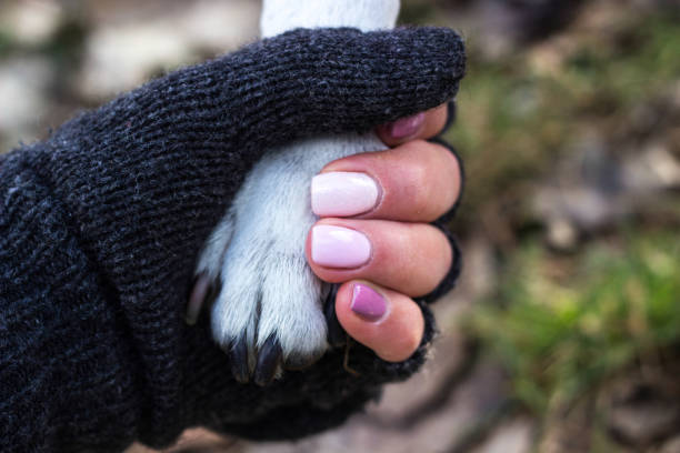 istock Dog paw and human hand are doing handshake 1357778528