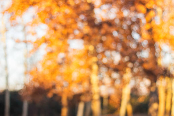 istock City park bokeh background 1357780058