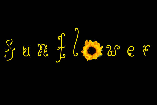 Sunflower written on black background.