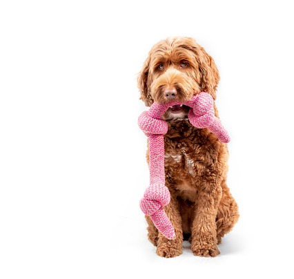 Cute female Labradoodle dog with large pink knotted chew toy in open mouth with waiting body language. Selective focus.