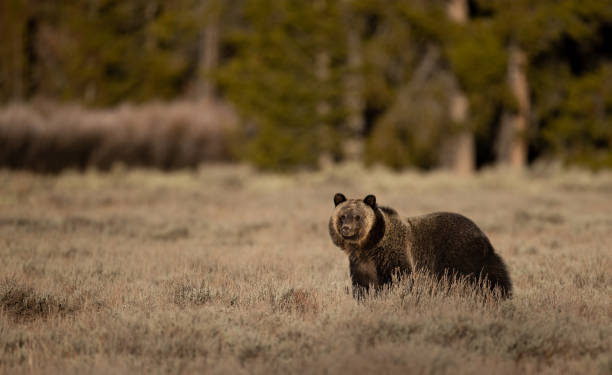 istock Grizzly Bear in the Grand Tetons 1357785562