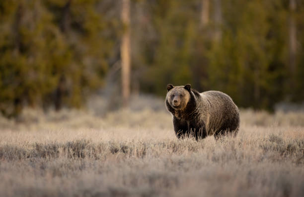 istock Grizzly Bear in the Grand Tetons 1357785563