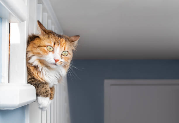 istock Partial cat hanging outside of railing while looking around corner. 1357785592