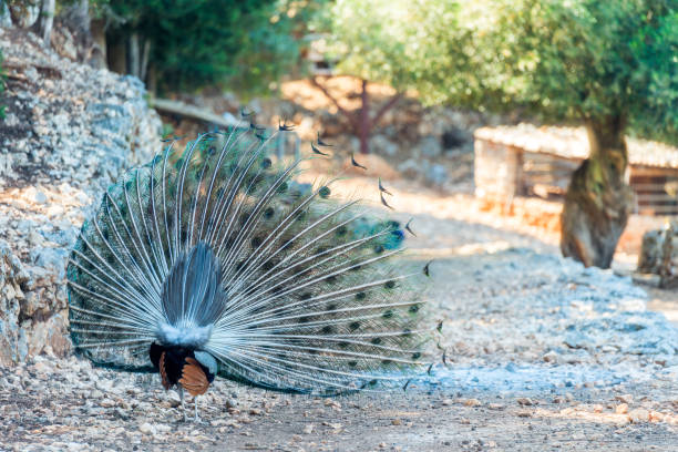 istock Peacock with a bright beautiful tail in the park 1357785787