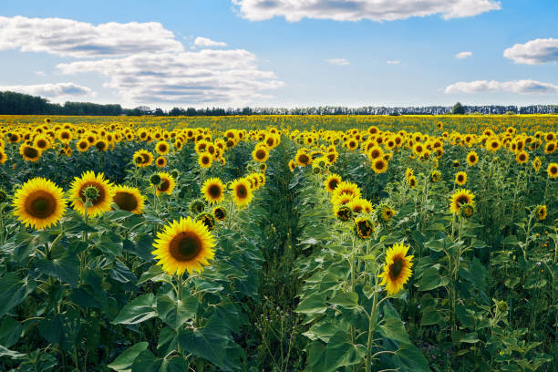 istock Field of sunflowers in summer 1357786896