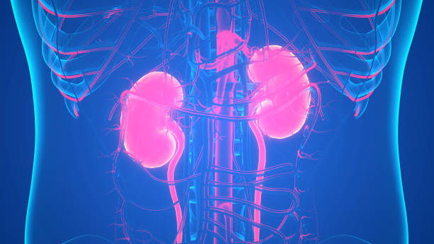 Human Urinary System Kidneys Anatomy 3D Illustration Concept of Human Urinary System Kidneys Anatomy utricularia stock pictures, royalty-free photos & images