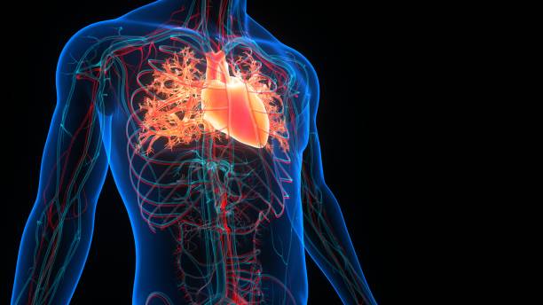 istock Human Circulatory System Heart Anatomy 1357799095