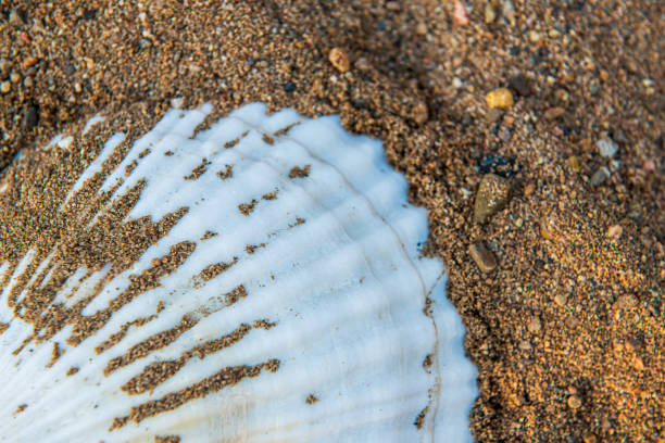 istock Large beautiful sea shell with sand close up 1357802780