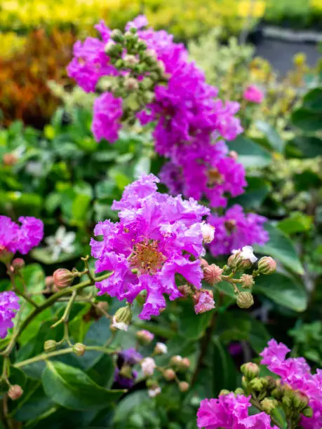 The Crape Myrtle Flowers Blooming in The Park