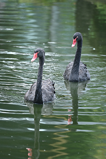 A pair of black swans playing in the lake