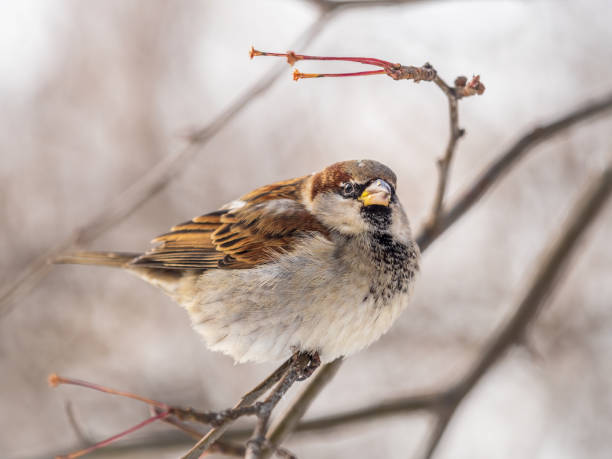 istock Sparrow sits on a branch without leaves. 1357803784