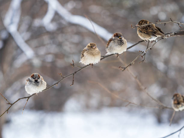 istock Four Sparrows sits on a branch without leaves. 1357803789