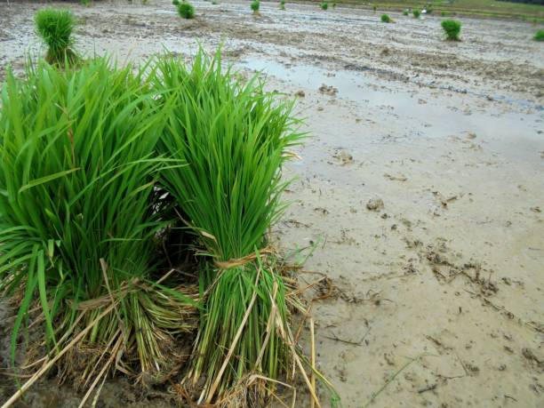 istock How to plant rice is good and right 1357804889