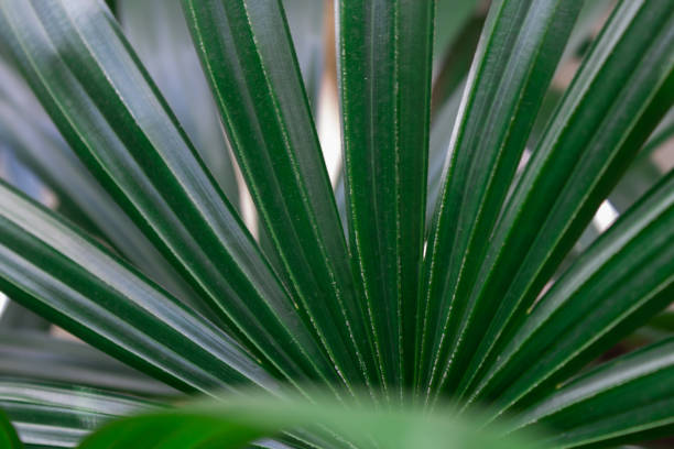 istock Close up and macro bright green leaf in environment. A Natural background and texture. 1357809303