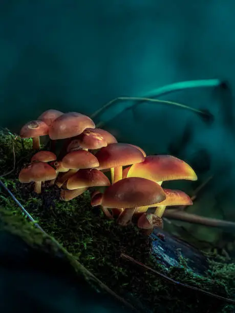 Photo of Magical mushrooms