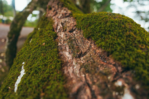 istock Colony of ants and their teamwork 1357812393
