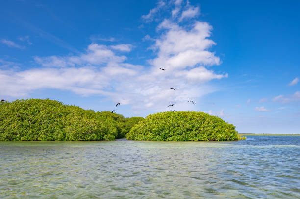 istock bird frigate over the island 1357812988