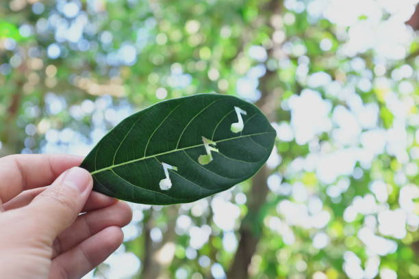 istock Refreshing, fresh, natural and cool music concept. Hand holding green leaf with musical notes cutout for album cover in nature background. 1357813835
