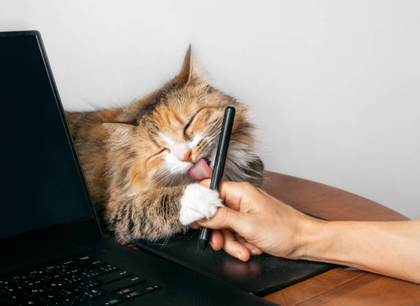Cute cat licking hand working on a computer with a tablet pen. Torbie kitty lying next to laptop with one paw on owners hand and visible pink tongue. Selective focus. nervous holding hands stock pictures, royalty-free photos & images