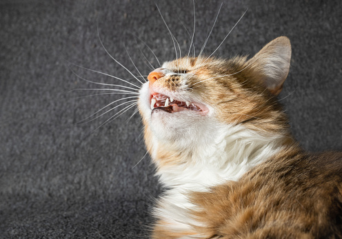 Cat head is tilted upwards with open mouth and visible teeth. Concept for infections in pets, signs of sickness in pets or animal allergies. Selective focus on cat head.