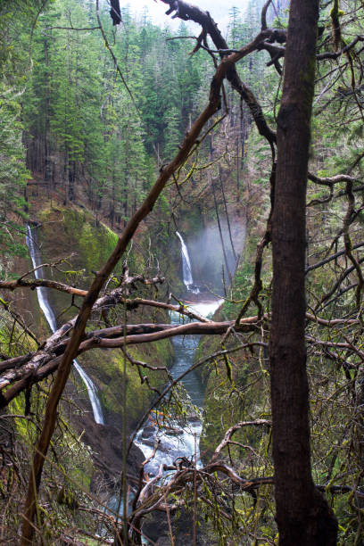 istock Messy forest lush green two waterfalls 1357814376