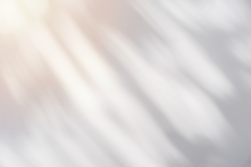 Sombra de la palma deja sobre fondo blanco y texturizado photo