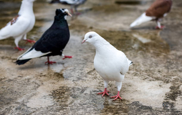 istock A white domestic pigeon looking curiously on the wet rooftop 1357816570