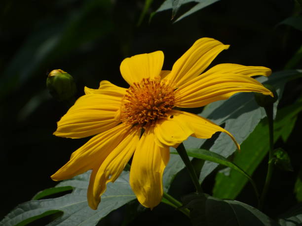 istock THE YELLOW BLOSSOM 1357817316
