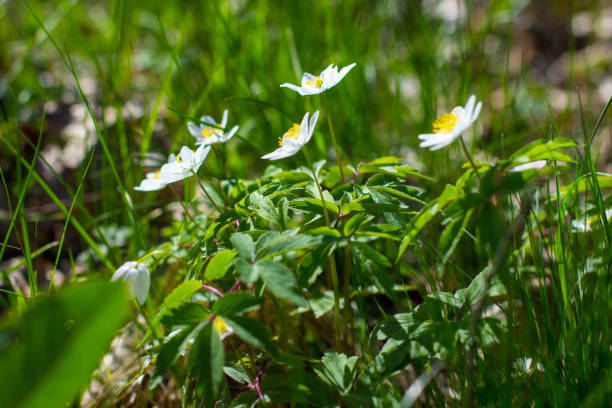istock Spring forest landscape with fresh windflowers outdoors 1357818304