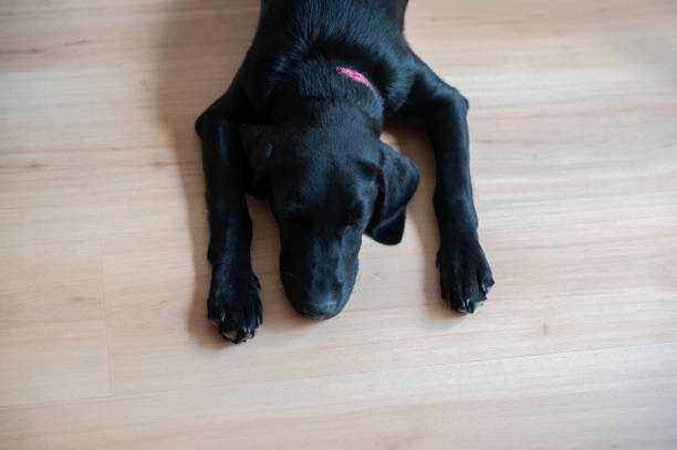 istock Cute black labrador puppy lying on a floor 1357821116