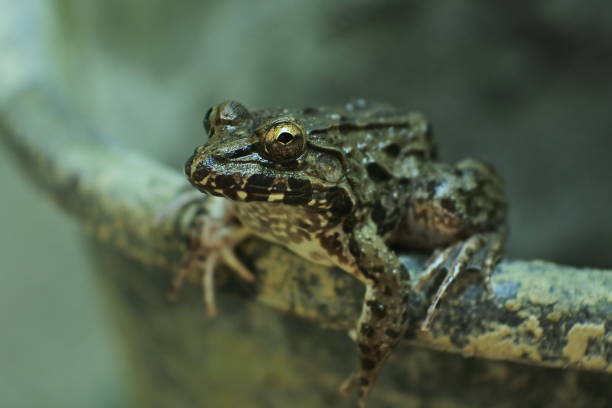 Napping Toad 300+ Sleeping Toad Stock Photos, Pictures & Royalty-Free Images - iStock
