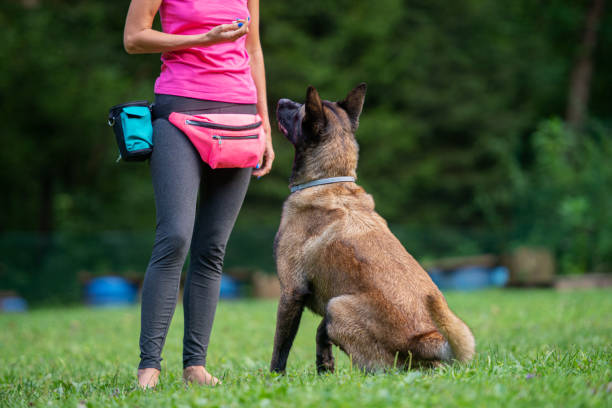 dog trainer with a belgian malinois - tutor imagens e fotografias de stock