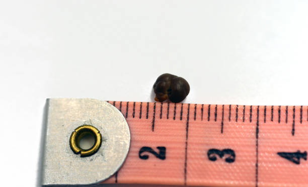 istock Nephrolithiasis, a single irregular brown kidney stone (renal calculus or nephrolith) on white background 1357822385